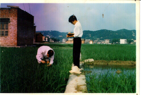 研究生曾翔等作大田調(diào)查
